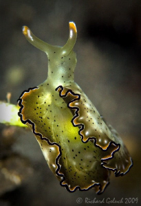 Flatworm found in Raja Ampat,no cropping by Richard Goluch 